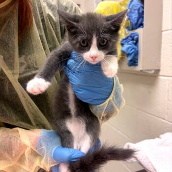Mr. Tuxie -  Domestic Short Hair Cat for Adoption in Murray, Utah - Mr. Tuxie | PetCurious