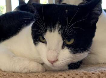 Rescue Domestic Short Hair Cats for Adoption in Santa Fe, New Mexico - Shae [Permanent Foster] | PetCurious