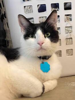Cosmo -  Tuxedo Cat for Adoption in Fort Worth, Texas - Cosmo | PetCurious