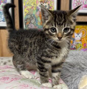 Chanel -  Domestic Short Hair Cat for Adoption in Cumming, Georgia - Chanel | PetCurious