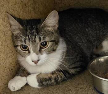 Capri -  Domestic Short Hair Cat for Adoption in Dubuque, Iowa - Capri | PetCurious