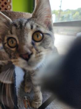 DeWalt -  Domestic Short Hair Cat for Adoption in Evansville, Indiana - DeWalt | PetCurious