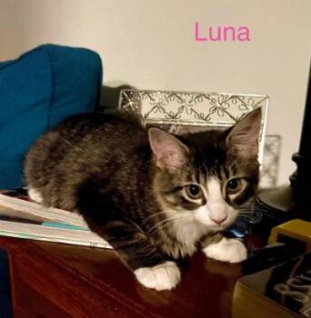 Luna -  Domestic Short Hair Cat for Adoption in Mokena, Illinois - Luna | PetCurious