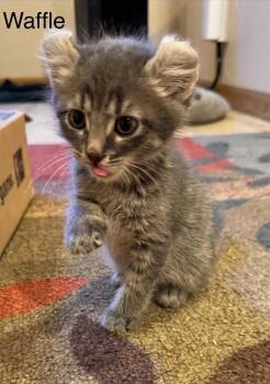 Waffle -  Domestic Short Hair Cat for Adoption in Fort Collins, Colorado - Waffle | PetCurious