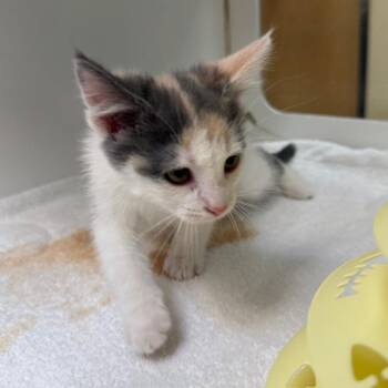 Domestic Medium Hair Cats Available for Adoption in Cheyenne, Wyoming - Rice | PetCurious
