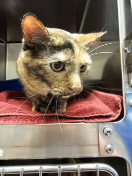 Rescue Domestic Short Hair Cats for Adoption in Burlington, Iowa - Purrsephone | PetCurious