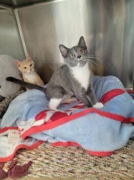 Yukon -  Domestic Short Hair Cat for Adoption in Fergus Falls, Minnesota - Yukon | PetCurious