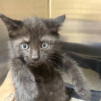 Domestic Short Hair Cats Available for Adoption in Palestine, Texas - Morticia | PetCurious