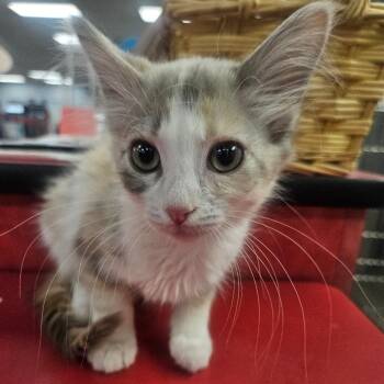 Pizza -  Domestic Short Hair Cat for Adoption in Grantsville, Utah - Pizza | PetCurious