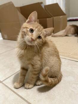 Cheesy Gordita Crunch -  Domestic Short Hair Cat for Adoption in Omaha, Nebraska - Cheesy Gordita Crunch | PetCurious
