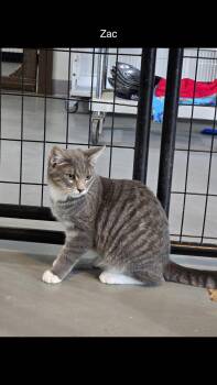 Rescue Domestic Short Hair Cats for Adoption in Iowa Falls, Iowa - Zac | PetCurious