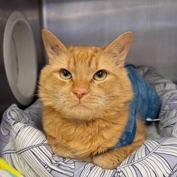 Domestic Long Hair Cats Available for Adoption in Spokane, Washington - Mango | PetCurious