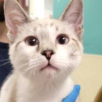 Azul -  Siamese Cat for Adoption in Grayslake, Illinois - Azul | PetCurious