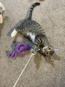 Rescue Domestic Short Hair and Tabby Cats for Adoption in Lawrenceville, Georgia - Zoro | PetCurious