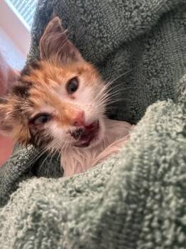 Dorothy -  Domestic Short Hair Cat for Adoption in Corpus Christi, Texas - Dorothy | PetCurious
