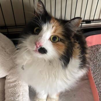 Domestic Long Hair Cats Available for Adoption - Edie | PetCurious