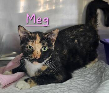 Rescue Domestic Short Hair Cats for Adoption in Jim Thorpe, Pennsylvania - Meg | PetCurious