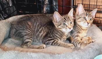 Rescue Domestic Short Hair Cats for Adoption in Bethpage, New York - Taffy | PetCurious