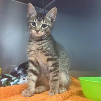 Cosmo -  Domestic Short Hair Cat for Adoption - Cosmo | PetCurious