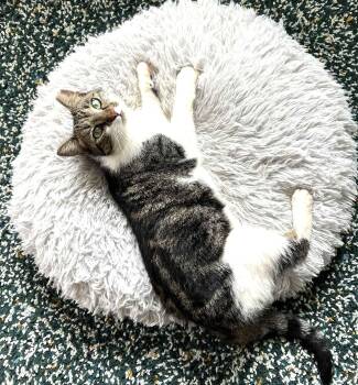 Rescue Domestic Short Hair Cats for Adoption in Charlotte, North Carolina - Mia | PetCurious