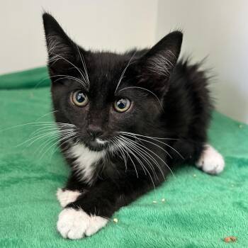 2B2 Kitten(A192663) -  Domestic Short Hair Cat for Adoption in Ojai, California - 2B2 Kitten(A192663) | PetCurious
