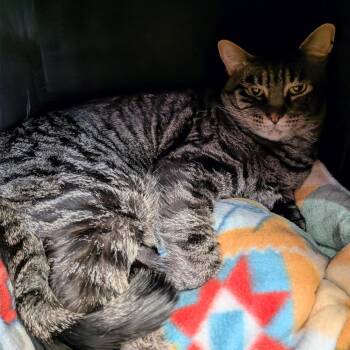 Andy -  Domestic Short Hair Cat for Adoption in Springfield, Illinois - Andy | PetCurious