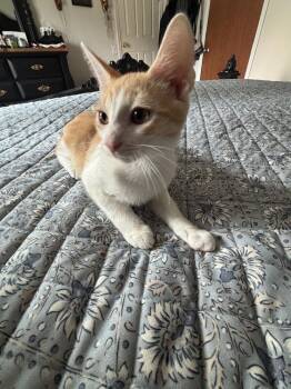 Leo -  Domestic Short Hair Cat for Adoption in Salisbury, North Carolina - Leo | PetCurious