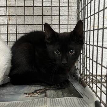Emily -  Domestic Short Hair Cat Available for Adoption in Edinburg, Texas - Emily | PetCurious