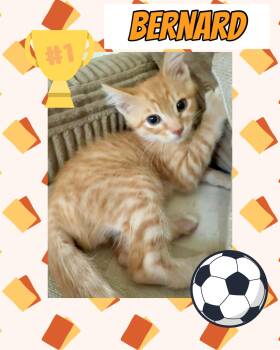 Bernard -  Tabby Cat for Adoption in Pasco, Washington - Bernard | PetCurious