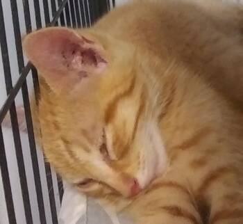 Ivan -  Domestic Short Hair Cat for Adoption in PORT WENTWRTH, Georgia - Ivan | PetCurious