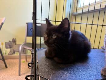 Domestic Short Hair Cats Available for Adoption in Warren, Pennsylvania - Taz | PetCurious