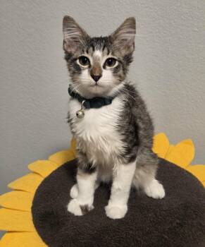 Donnie -  Domestic Medium Hair Cat for Adoption in Sedalia, Colorado - Donnie | PetCurious