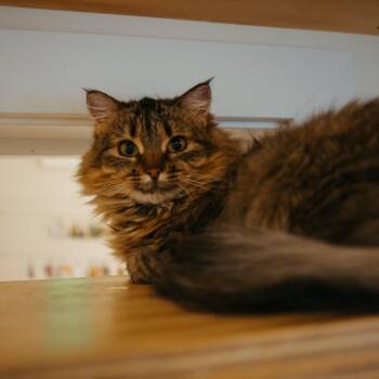 Rescue Domestic Long Hair Cats for Adoption in Jackson, Wyoming - Juju | PetCurious