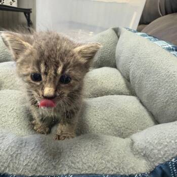 Domestic Short Hair Cats Available for Adoption - Robi | PetCurious