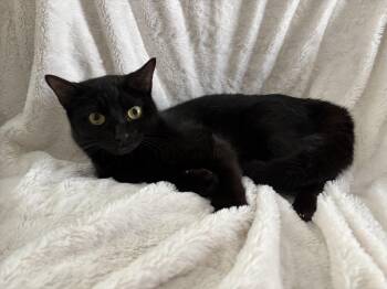 Rescue Domestic Short Hair and Burmese Cats for Adoption in Columbus, Ohio - Monica | PetCurious