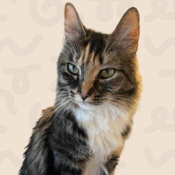 Gracie -  Domestic Long Hair Cat for Adoption in Reno, Nevada - Gracie | PetCurious