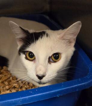 Domestic Short Hair Cats Available for Adoption in Ocala, Florida - Fauna (Petsmart) | PetCurious