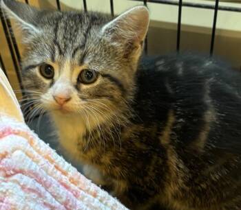 Domestic Short Hair Cats Available for Adoption in Elizabethton, Tennessee - Blossom | PetCurious