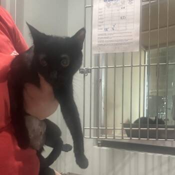 Luana -  Domestic Short Hair Cat for Adoption in Leander, Texas - Luana | PetCurious