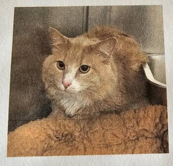 Domestic Long Hair Cats Available for Adoption - Oliver | PetCurious