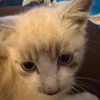 Daria -  Domestic Short Hair Cat for Adoption in Fairfax Station, Virginia - Daria | PetCurious