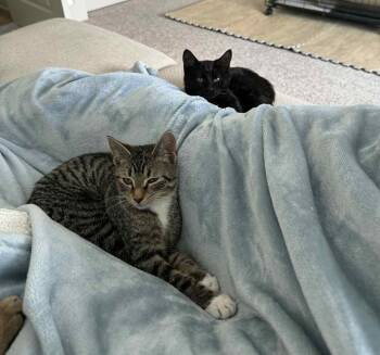 Rescue Domestic Short Hair Cats for Adoption in Lakesite, Tennessee - MISO & TOFU | PetCurious