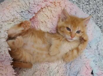 Domestic Short Hair Cats Available for Adoption in South Bend, Indiana - Temu * IN FOSTER * | PetCurious
