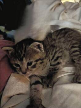 Asiago -  Domestic Short Hair Cat for Adoption in Hartsville, South Carolina - Asiago | PetCurious