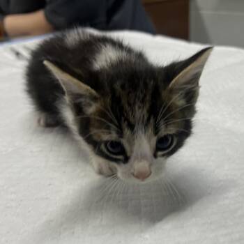 Domestic Short Hair Cats Available for Adoption in Summerville, South Carolina - Michael | PetCurious