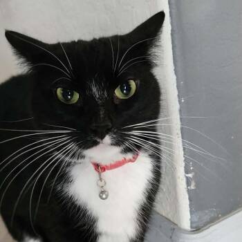 Domestic Short Hair Cats Available for Adoption - Niko Rickard | PetCurious