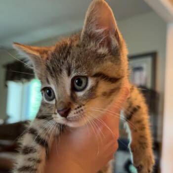 Reed -  Domestic Short Hair Cat for Adoption in Overland Park, Kansas - Reed | PetCurious
