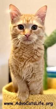 Domestic Medium Hair Cats Available for Adoption - ADAM | PetCurious