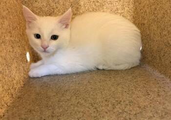 SOL -  Domestic Short Hair Cat for Adoption in Kent, Washington - SOL | PetCurious