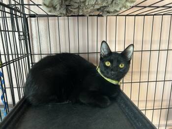 Rescue Domestic Short Hair Cats for Adoption in Gardena, California - Estrella | PetCurious